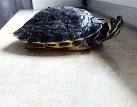 Cumberland-Schmuckschildkröte