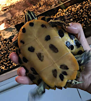 Cumberland-Schmuckschildkröte