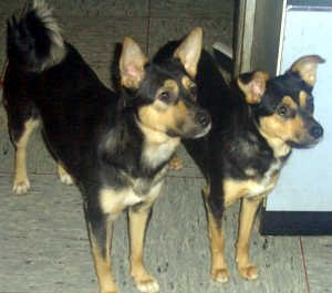 Chou-Chou & Tinta