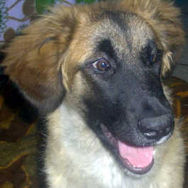 Layka