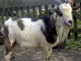 Ziege