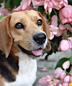 Beagle