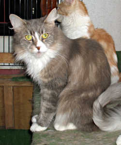 Main-Coon