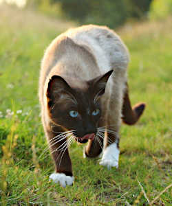Siamkatze